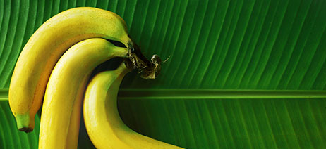 Three yellow bananas bunched together on a banana leaf