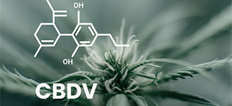 CBDV molecule in front of a blossoming cannabis plant