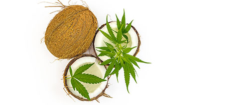 Whole coconut next to two halves with cannabis leaves on top