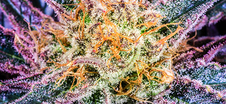 Macro shot of a colorful orange, green and purple cannabis bud