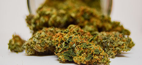 Cannabis flower nuggets spilling out of a jar