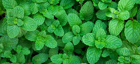 Close up on deep green foliage 