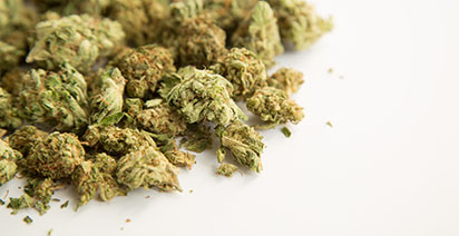 Pile of marijuana popcorn flower