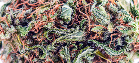 Closeup on premium flower