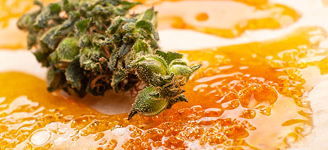 Cannabis flower bud on a puddle of solventless concentrate