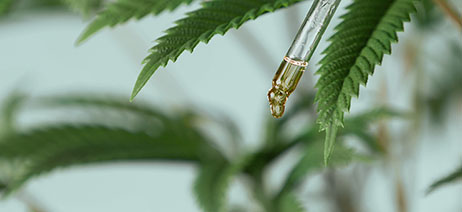 Medicine dropper with yellow liquid dripping out in front of cannabis plants