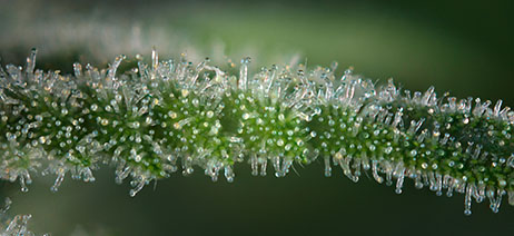Macro view of trichomes on a cannabis plant