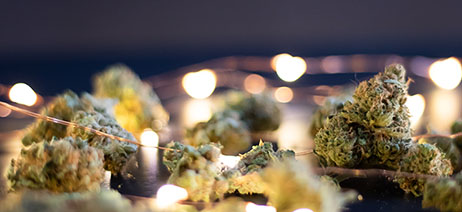 Cannabis flower buds with white holiday lights behind them