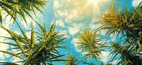 cannabis plants under a blue sky and bright sun