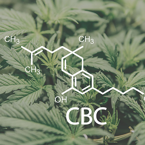 CBC molecule over cannabis fan leaves