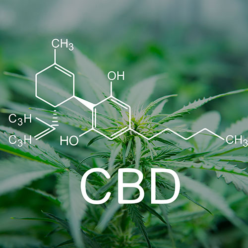 CBD molecule over cannabis fan leaves