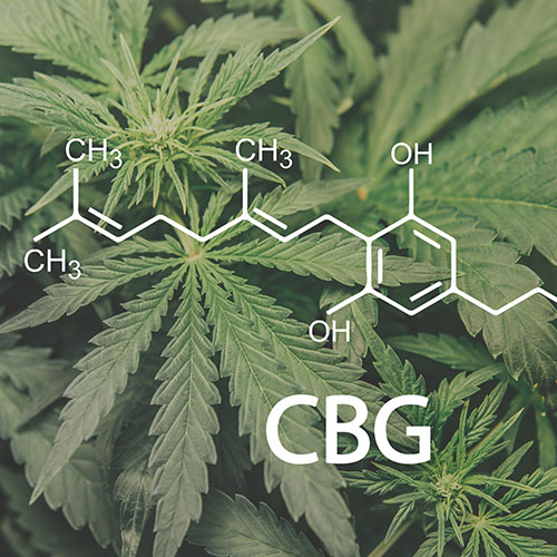 CBG molecule over cannabis fan leaves