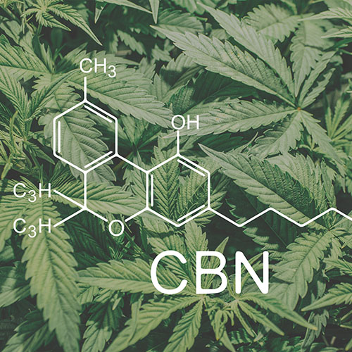 CBN molecule in front of cannabis fan leaves