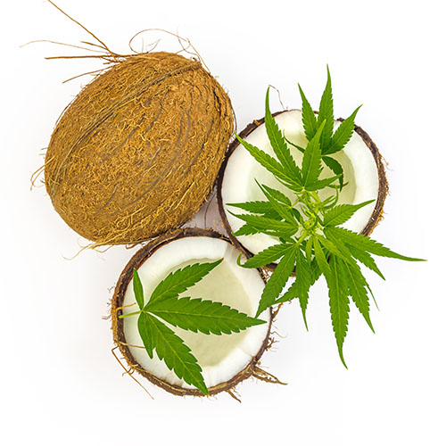 Coconut cut in half with cannabis leaves on top