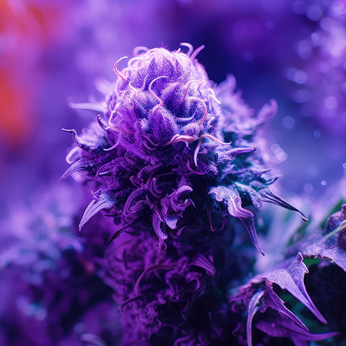 Flower cannabis plant bathed in purple light