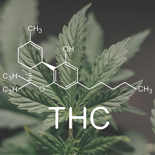 THC molecule over cannabis leaves