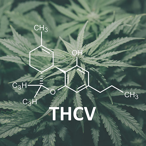 THCV molecule over cannabis fan leaves