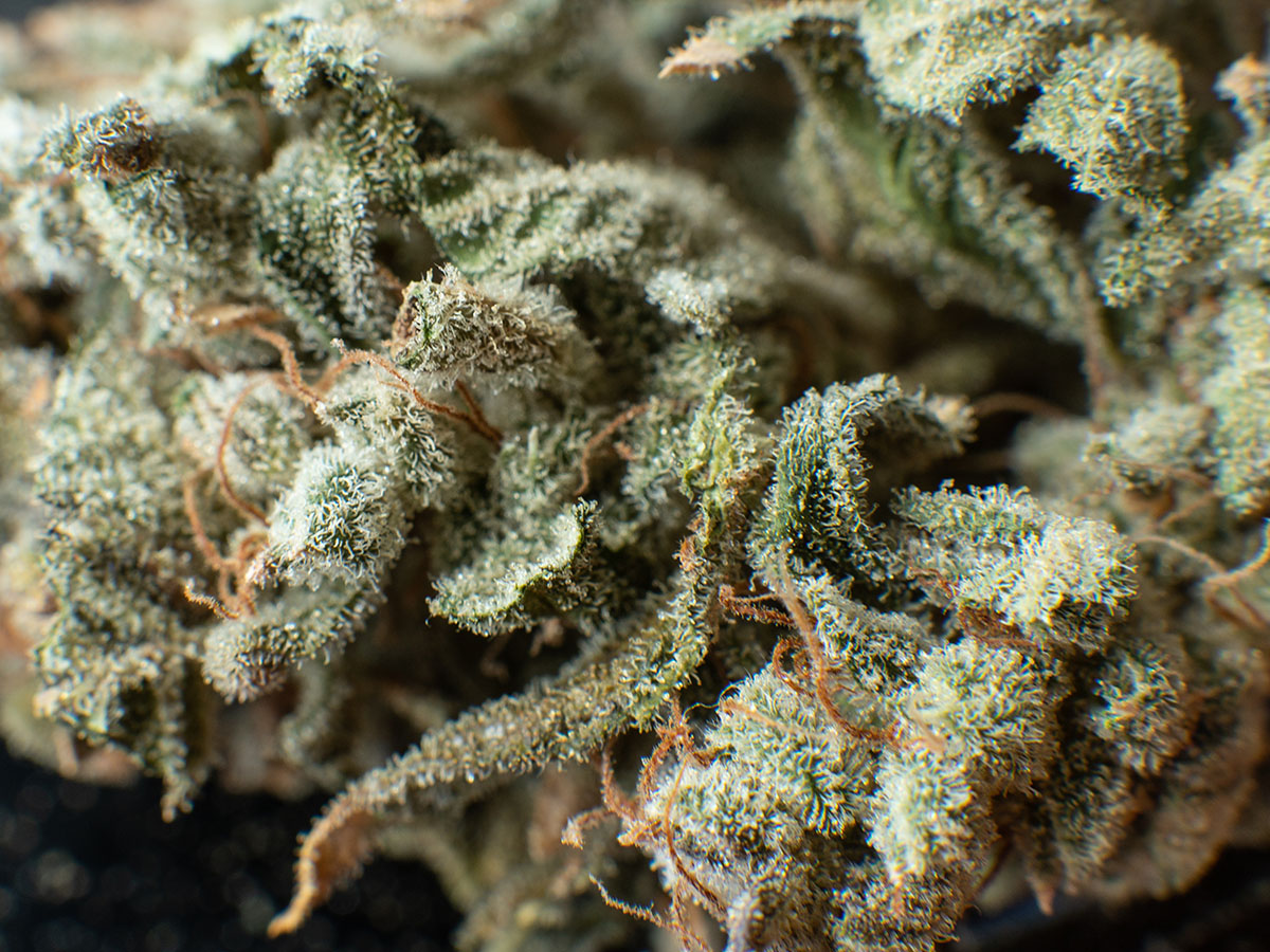Micro look at the trichomes of a cannabis plant