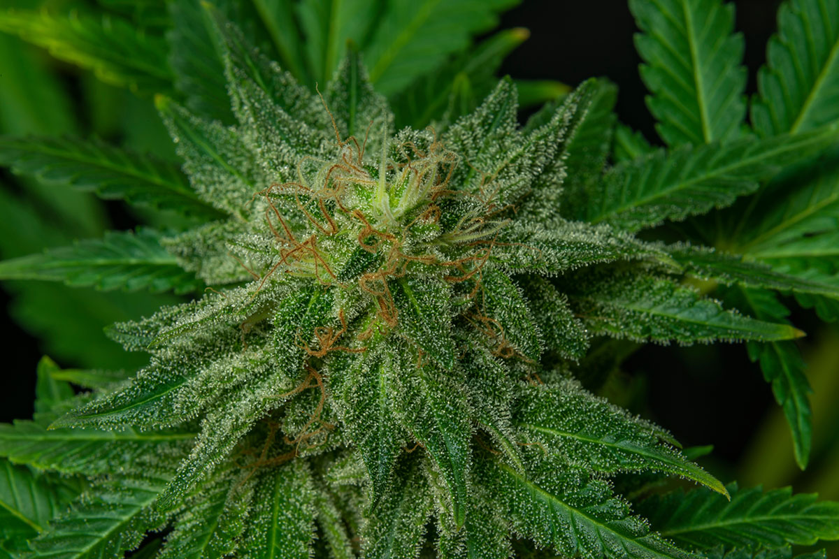 Afghan Kush cannabis plant