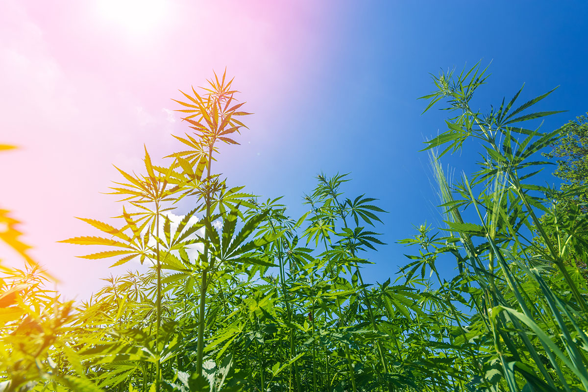 Cannabis plants growing outside in the bright sun