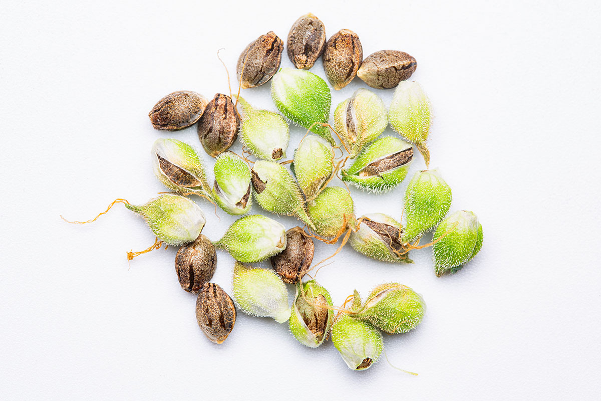 Cannabis seeds on a white background
