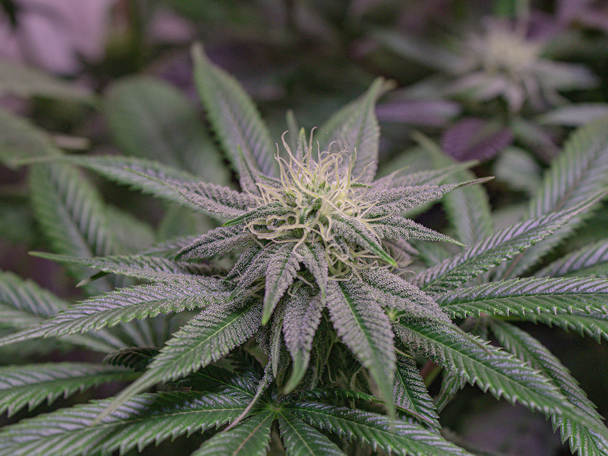 Blooming cannabis plant