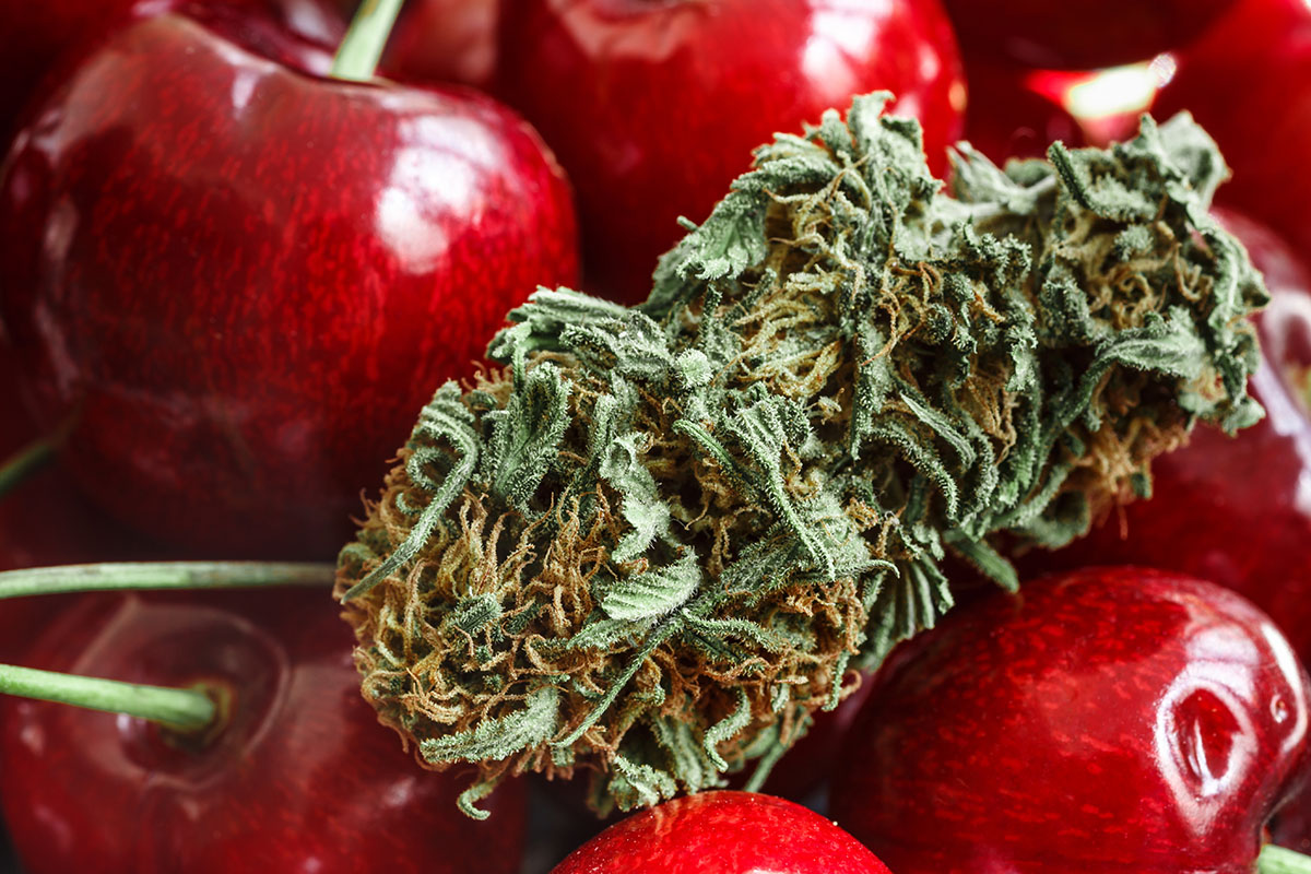 Marijuana flower resting on top of a pile of red cherries