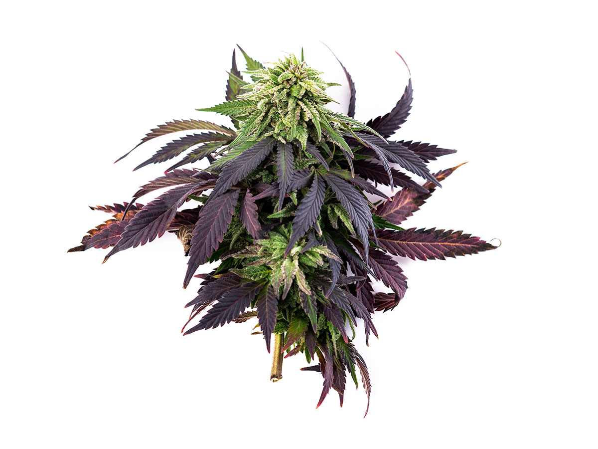 Colorful whole cannabis plant