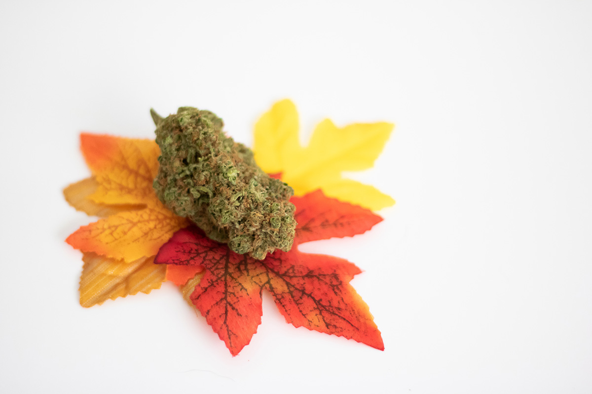 Cannabis flower bud on fall leaves