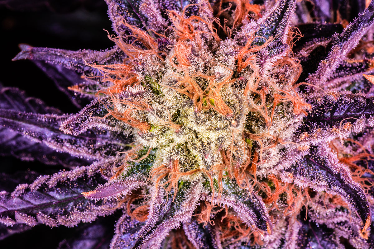 Macro shot of cannabis flower, highlighting the oranges and purples