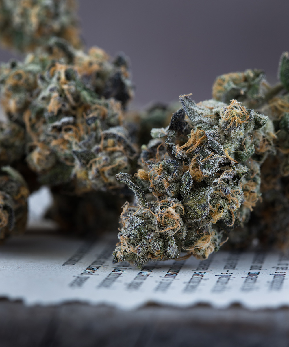 Cannabis flower buds sitting on top of a dictionary page