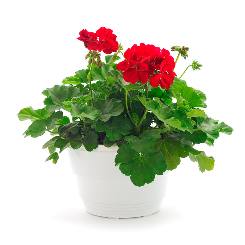 Red geranium in a white basket