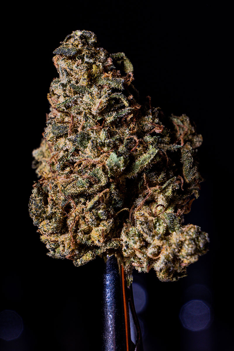 Pair of tweezers holding Ghost OG cannabis flower