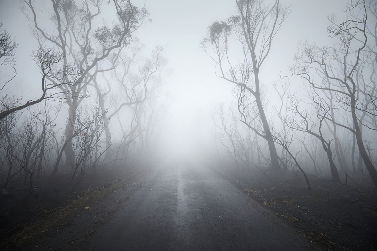 Fog floating around a path between trees