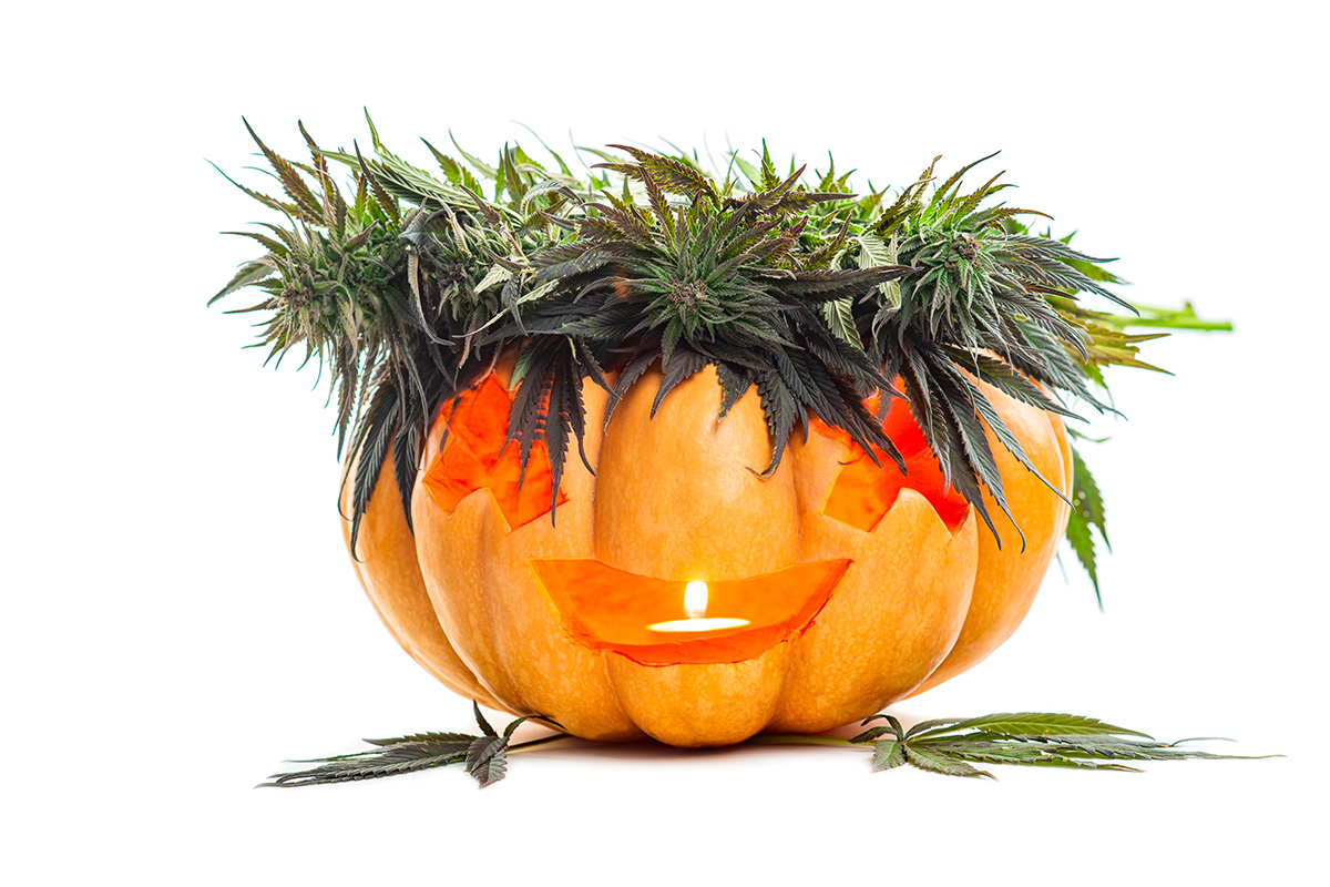 Jack-o-lantern with a crown of marijuana plants