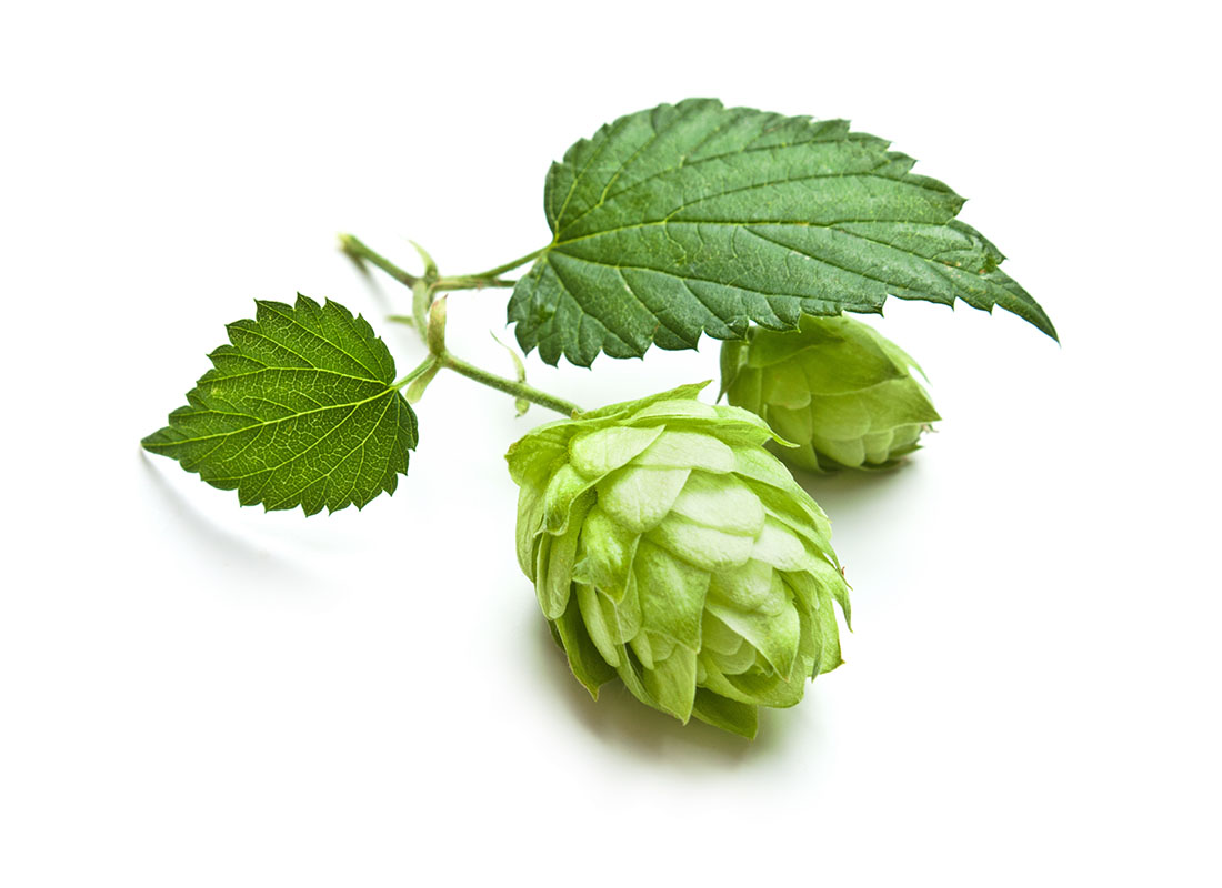 Hops on a branch with green leaves