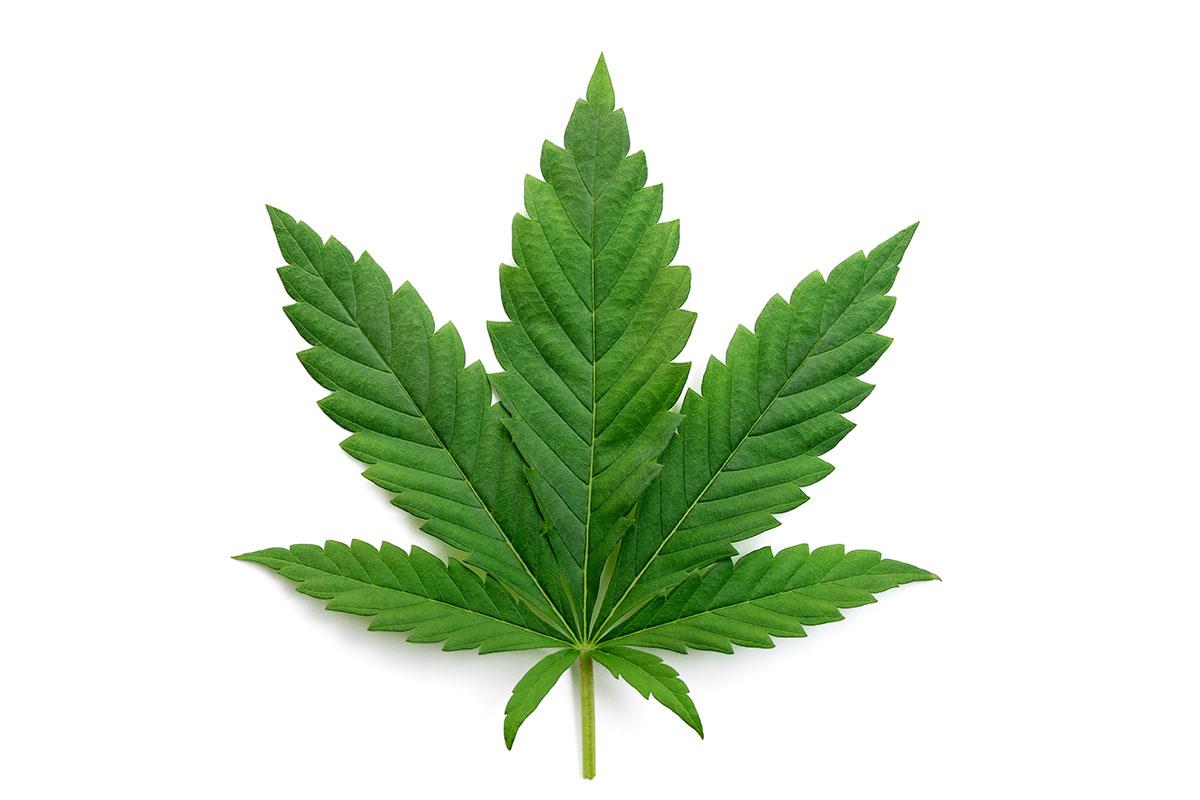 Indica leaf on a white background