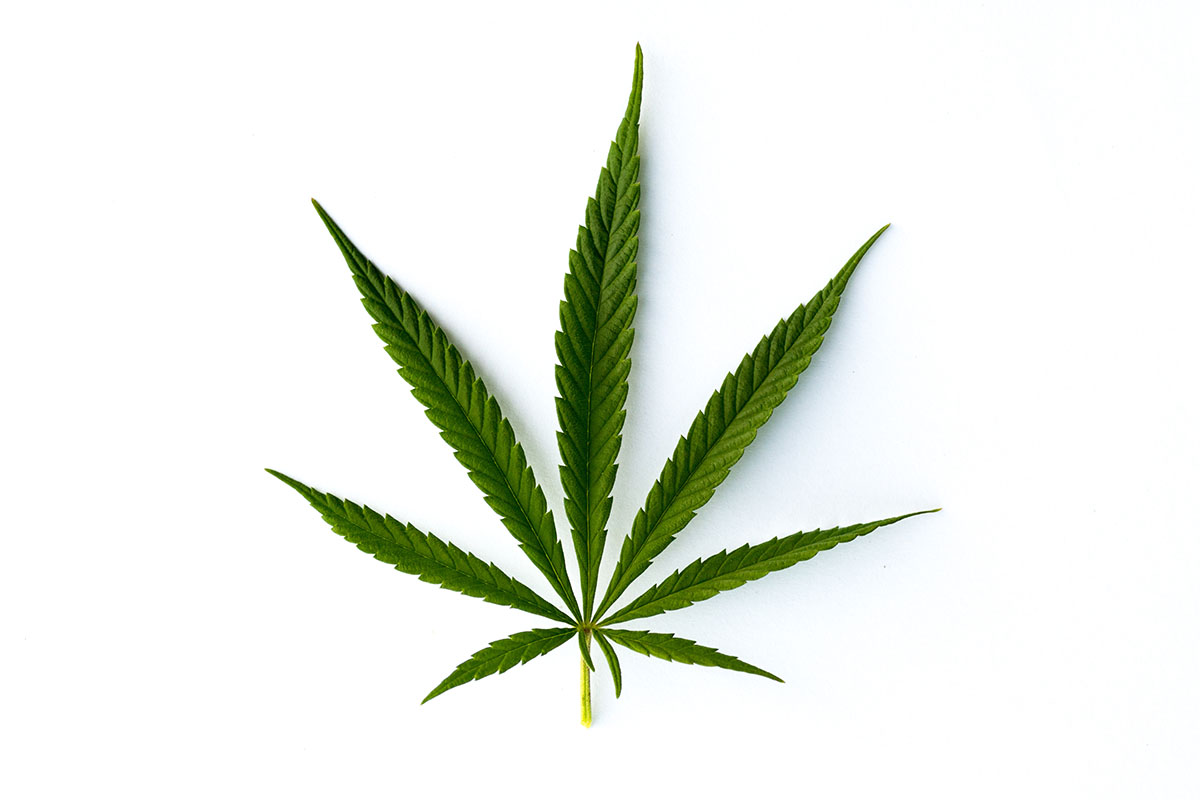 Sativa leaf on a white background