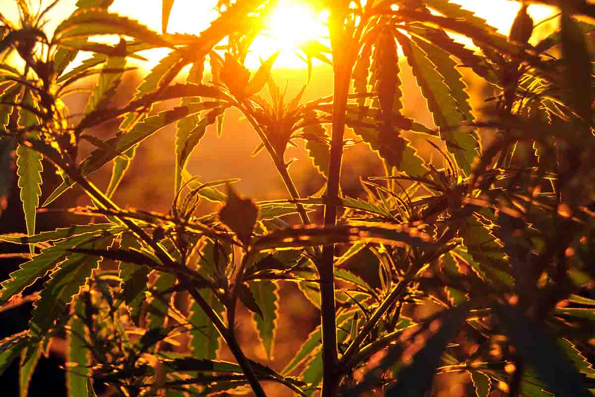 Cannabis plants growing outside as the sun sets