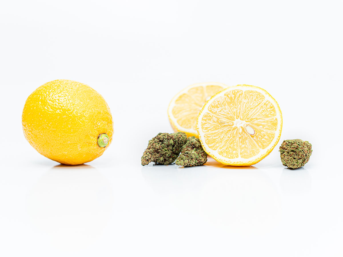 Two lemons and cannabis flower on a white background