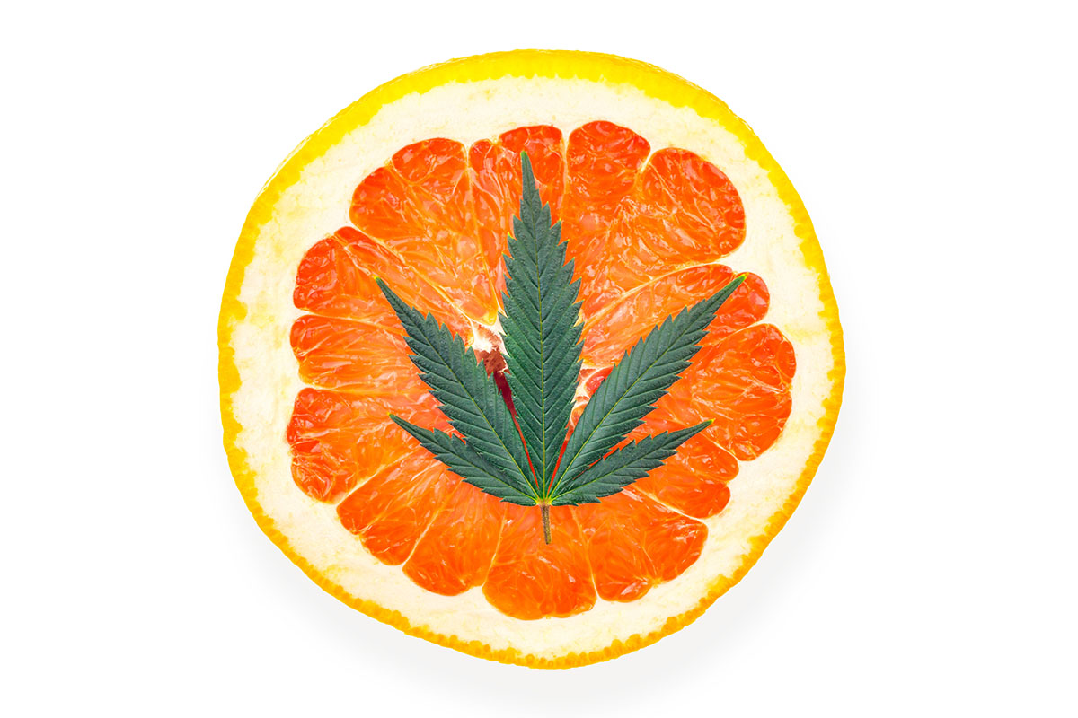 Marijuana flower bud on a slice of grapefruit