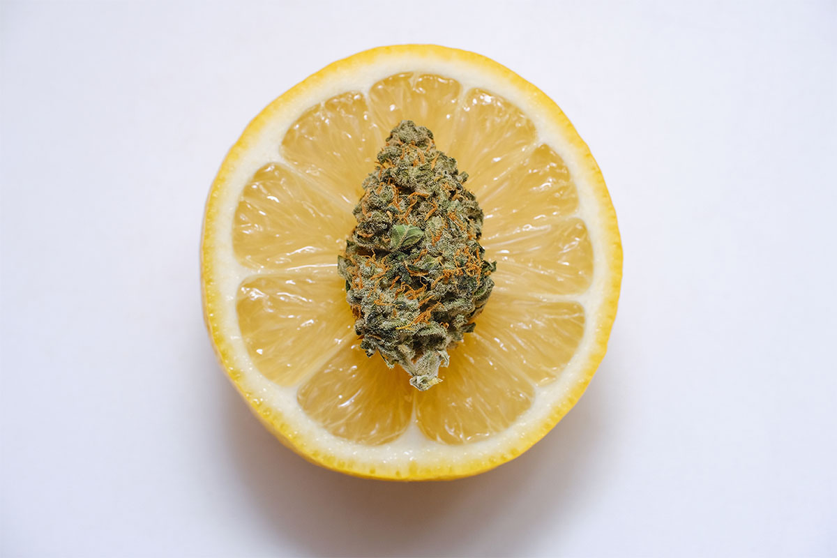 Cannabis flower bud on top of a slice of lemon