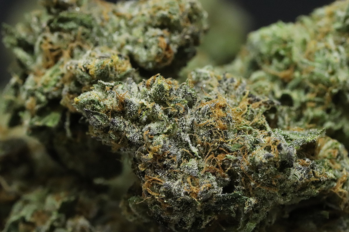 Close up on Thin Mint marijuana flower