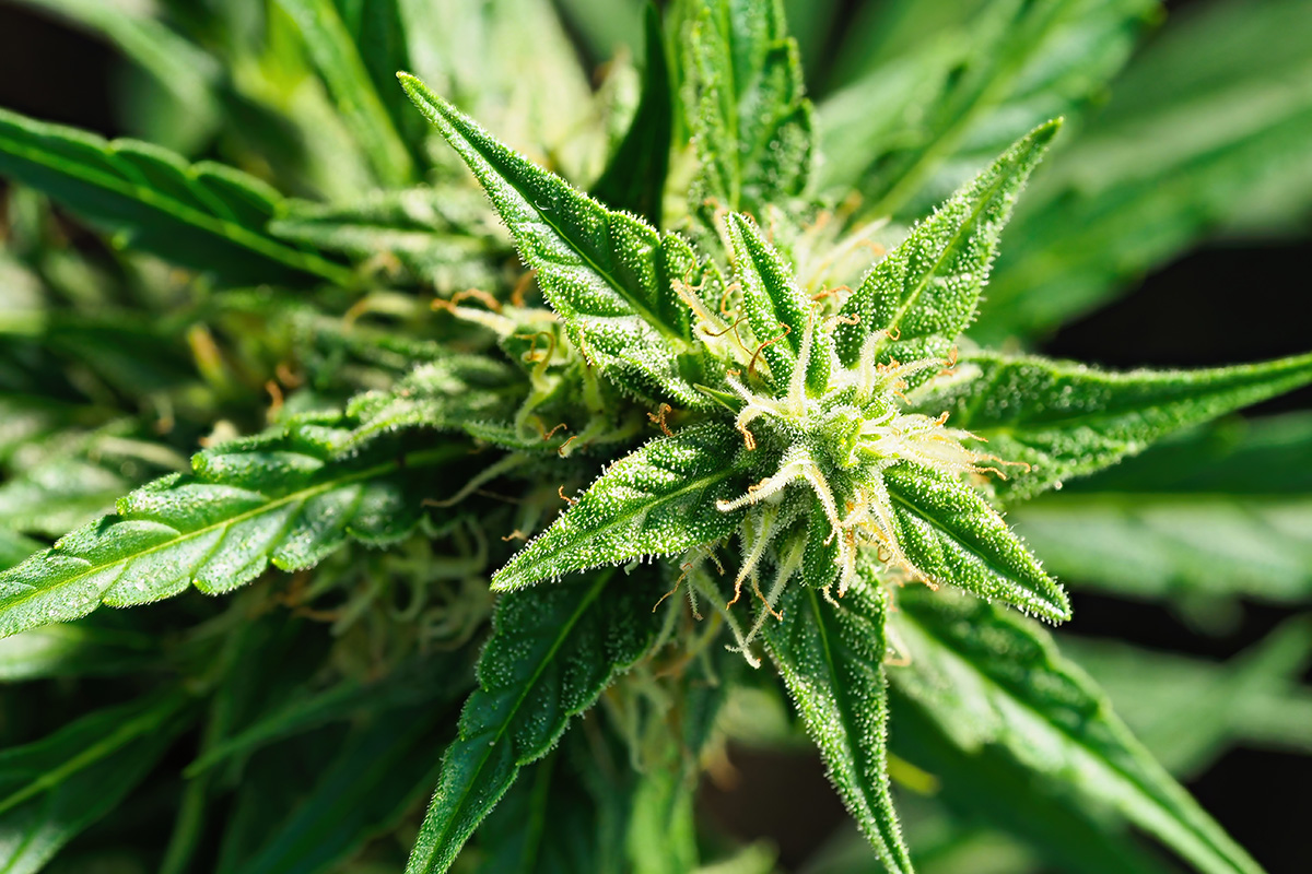 Macro shot of a flowering Northern Lights cannabis plant