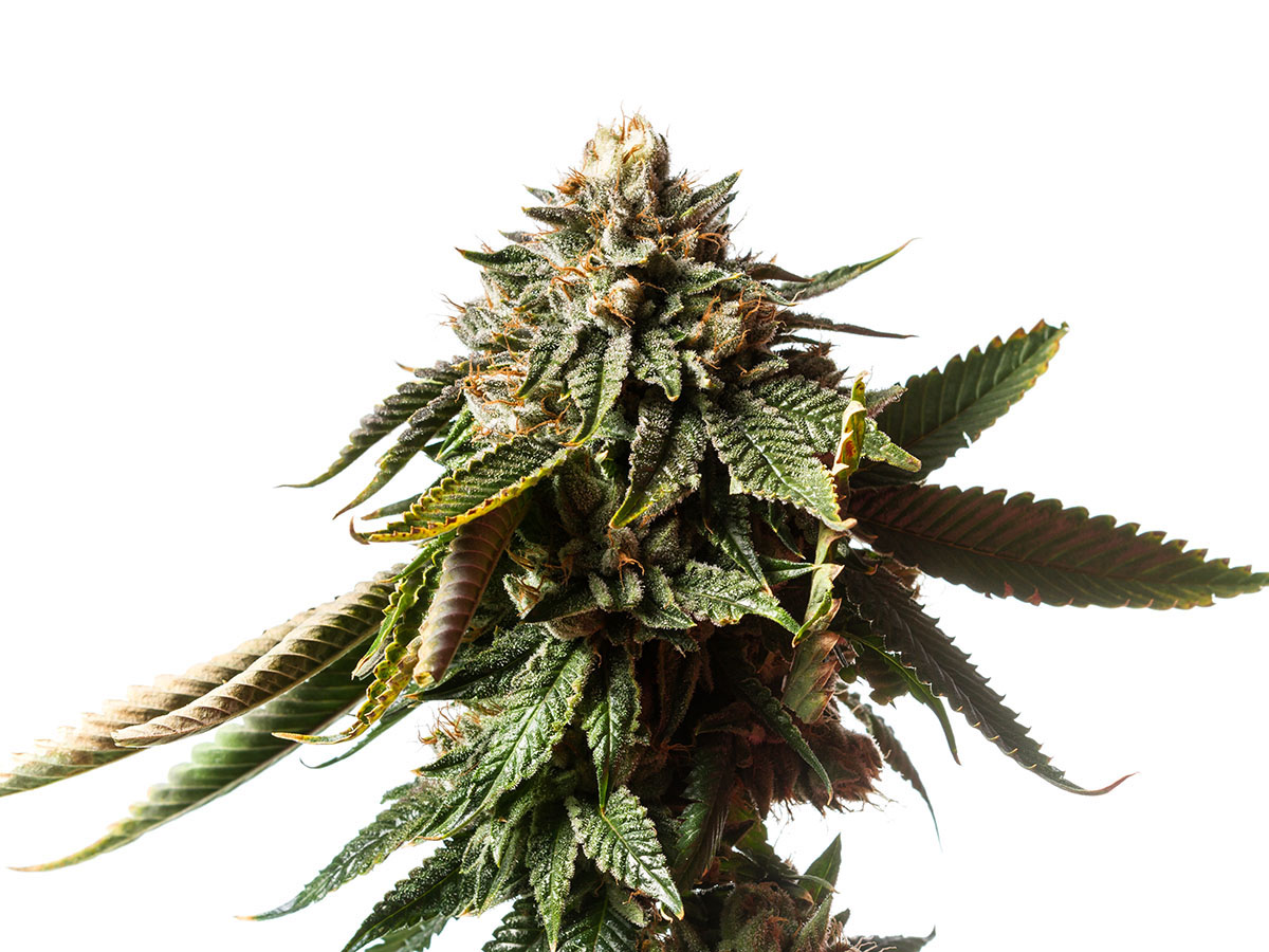 Cannabis plant on a white background