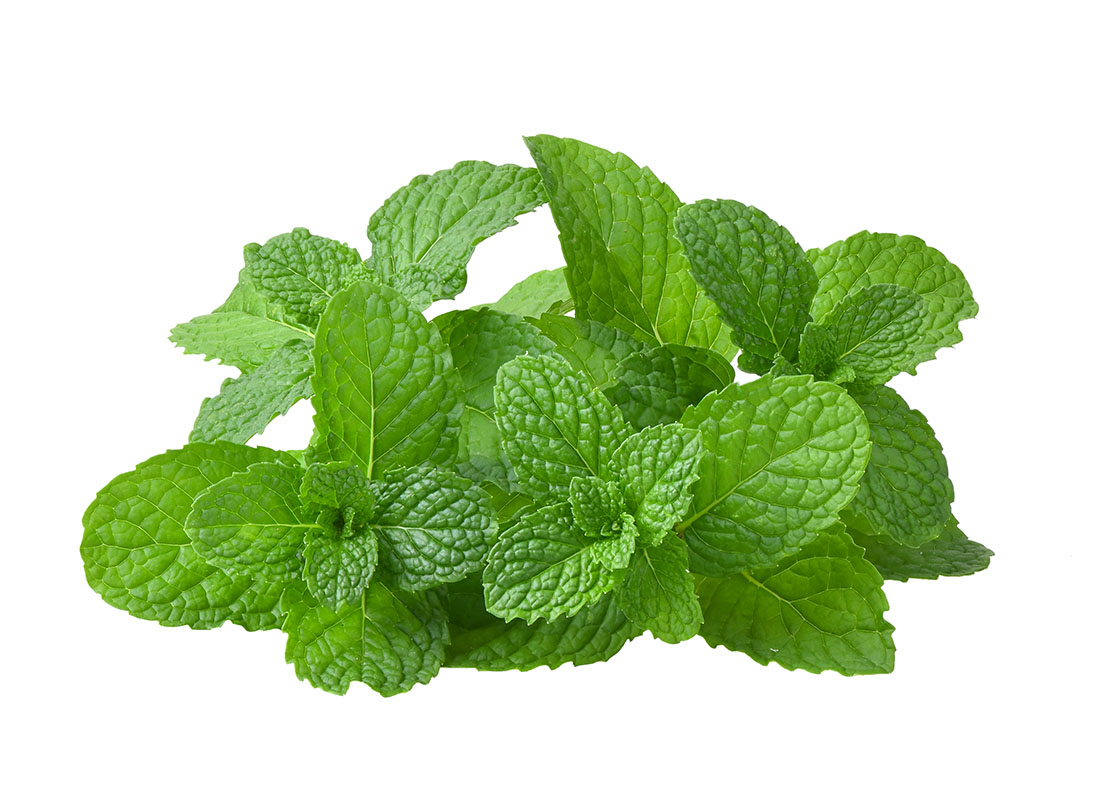 Cluster of mint leaves on a white background