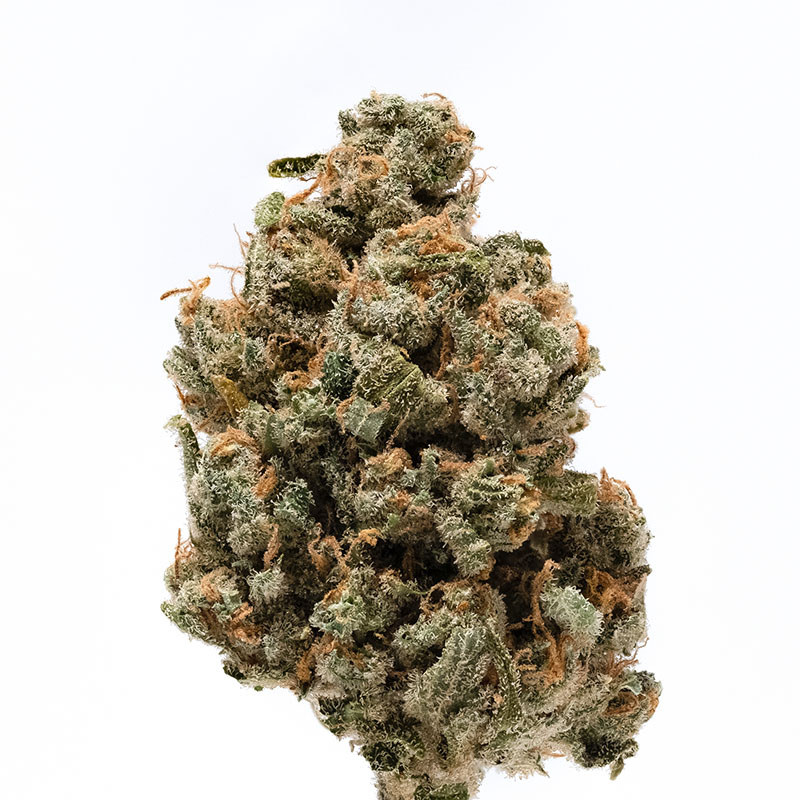 Cannabis bud of Jack Herer