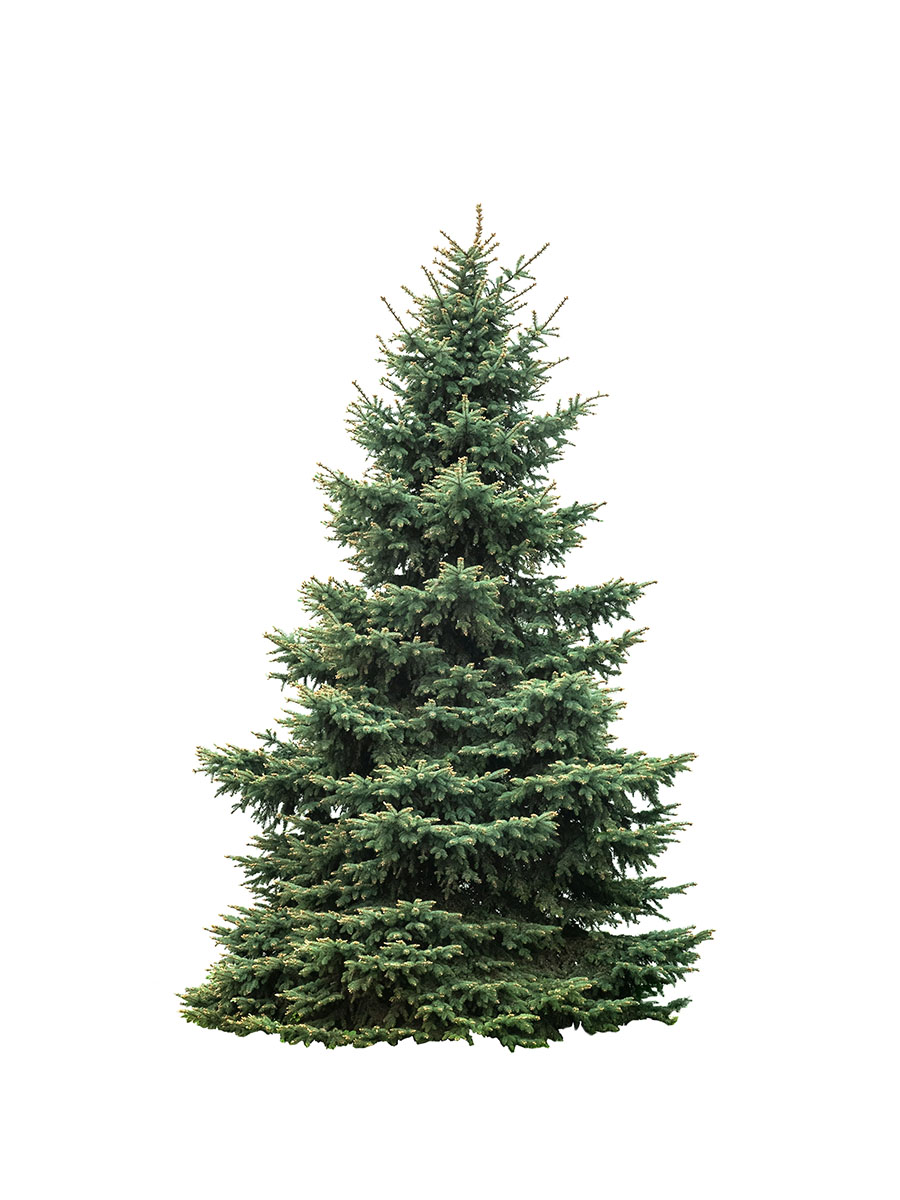 Pine tree on a white background