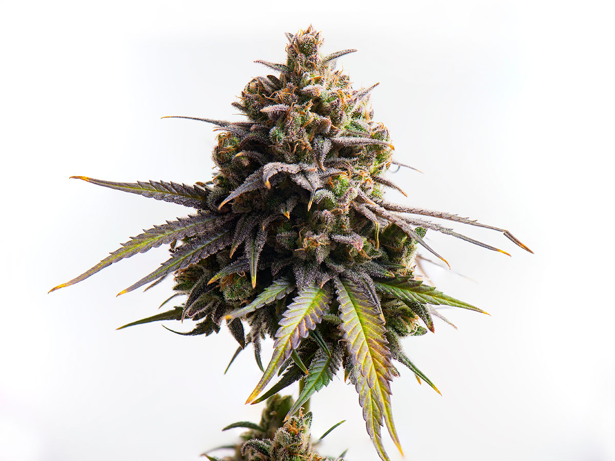 Cola of the cannabis plant on a white background