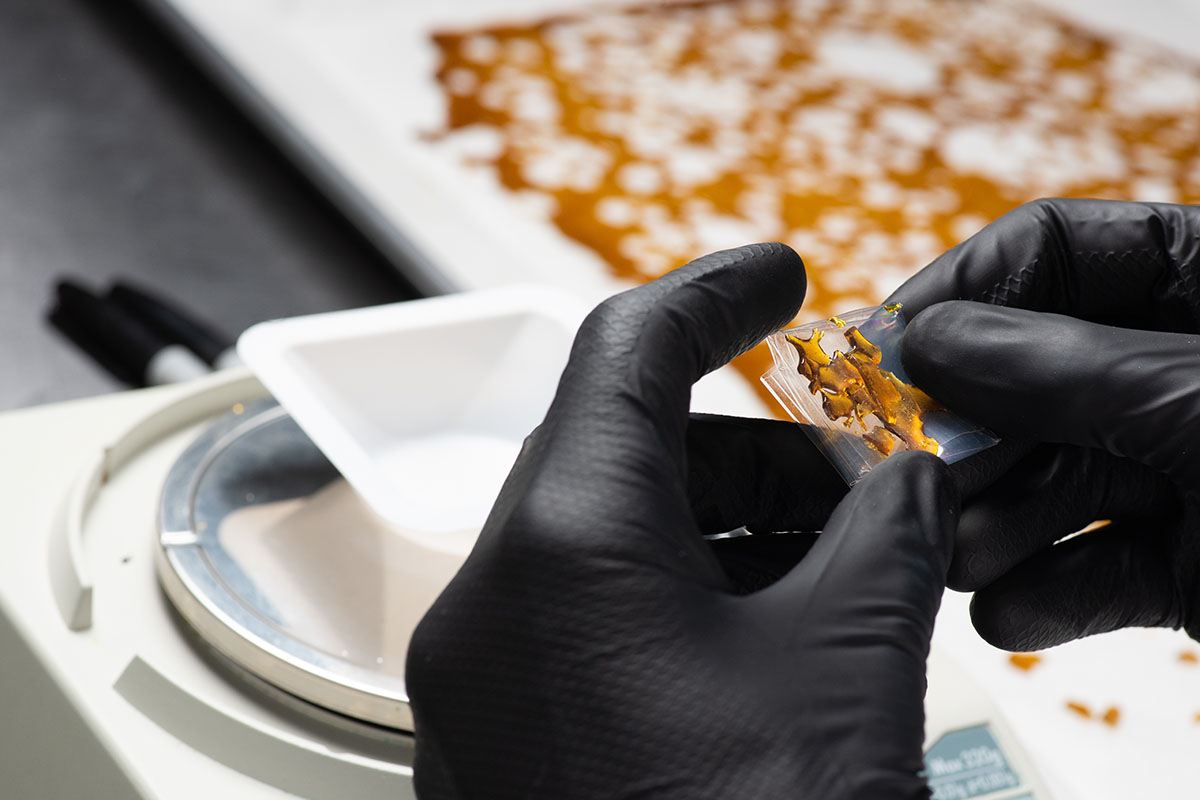 Hands wearing black gloves holding cannabis shatter